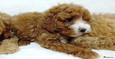 Cavapoo dogs - Advert 15