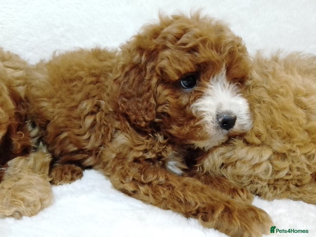 Cavapoo dogs - Advert 12