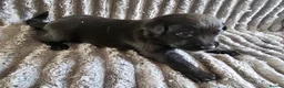 Labrador Retriever dogs for sale: Labrador Puppies - Advert 7