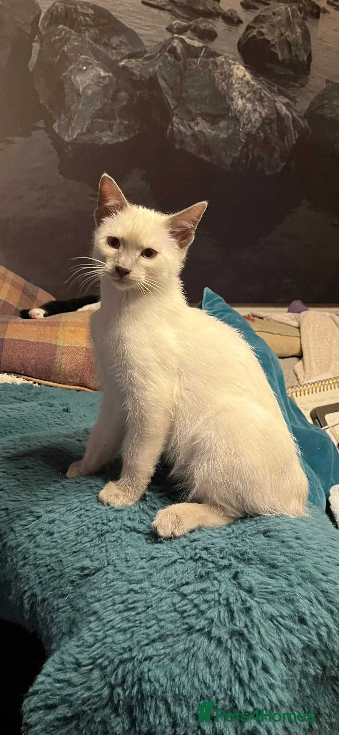 Oriental cats for sale: 9 STUNNING KITTENS - PLEASE READ DESCRIPTION!! - Advert 2