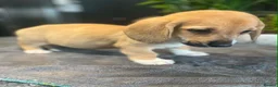Mixed Breed dogs for sale: Beautiful Corgi cross basset pups 🐾 - Advert 5