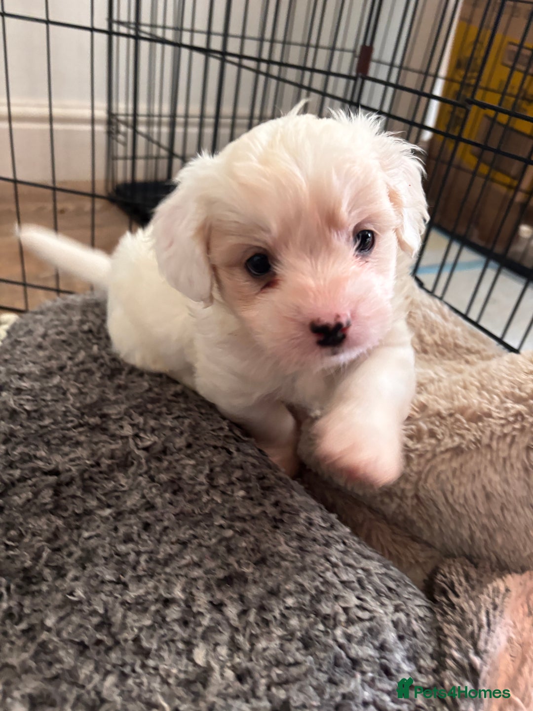 Mixed Breed dogs for sale:  Healthy Cavapoo x French Velvet Bulldog Puppies - Advert 13
