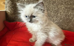 Ragdoll cats for sale: Ragdoll kittens  - Image 5