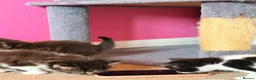 Mixed Breed cats for sale: Kittens for sale  - Advert 6