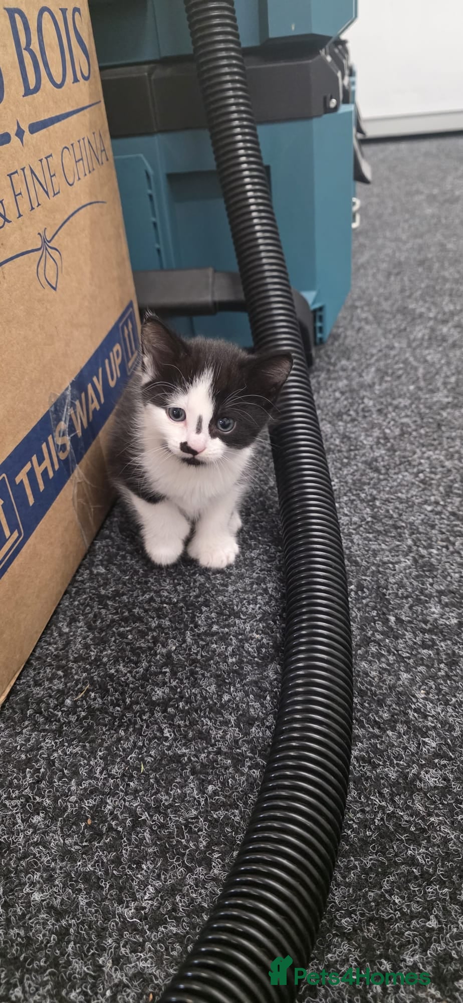 Domestic Shorthair cats for sale: 5 stunning black, ginger and white kittens - Advert 17