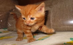 British Shorthair cats for sale: Kittens - Image 6