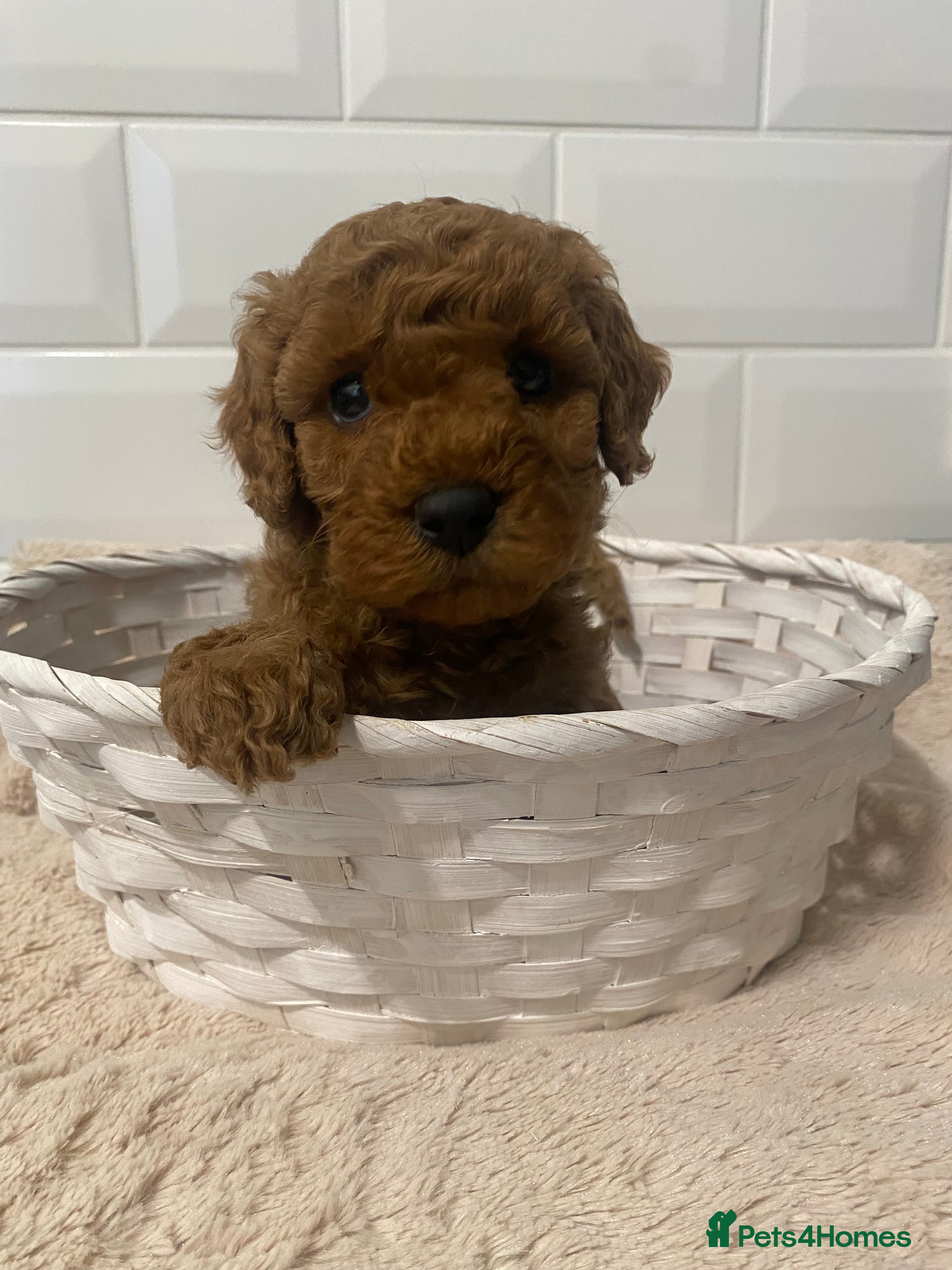 Cavapoo dogs Stunning F1B health tested Cavapoo’s  - Advert 2