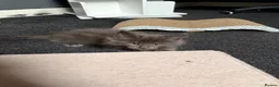 Maine Coon cats for sale: Gorgeous Maine Coon Kittens - Advert 6