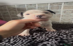 Mixed Breed dogs for sale: Staffie/Frenchie pups - Image 7