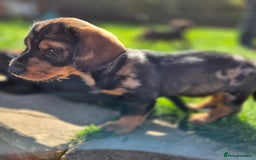 Mixed Breed dogs for sale: Wire Haired Daschund x Rottweiler  - Image 14