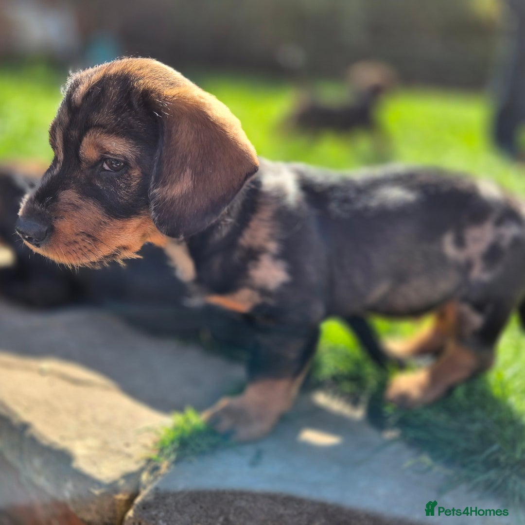 Mixed Breed dogs for sale: Wire Haired Daschund x Rottweiler  - Image 14