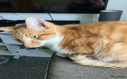 British Shorthair cats for sale: Two male short hair cats - Image 9