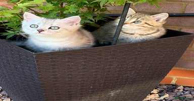 British Shorthair cats - Advert 3