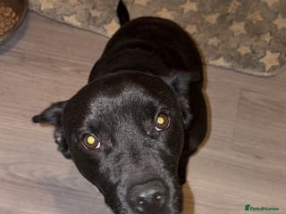 Patterdale Terrier dogs 2 year old boy patterdale terrier - Advert 1