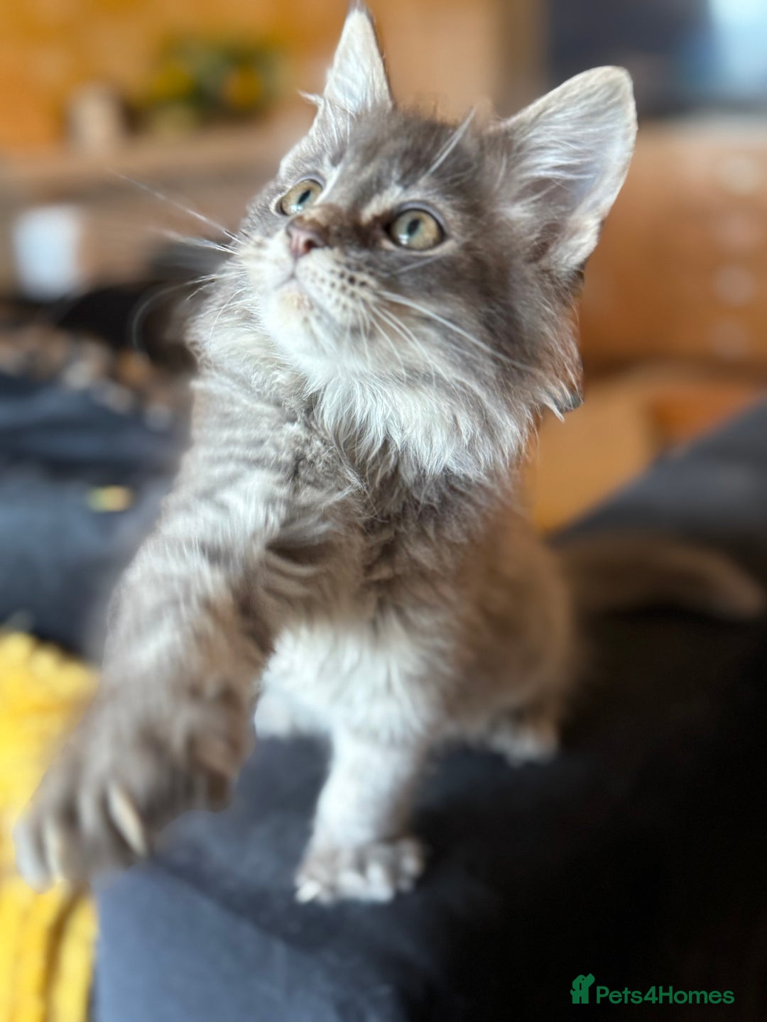 Maine Coon cats for sale: Ready NOW! TICA splendid Maine Coon - Image 11