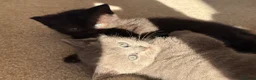 British Shorthair cats for sale: British short hair kittens  - Advert 6