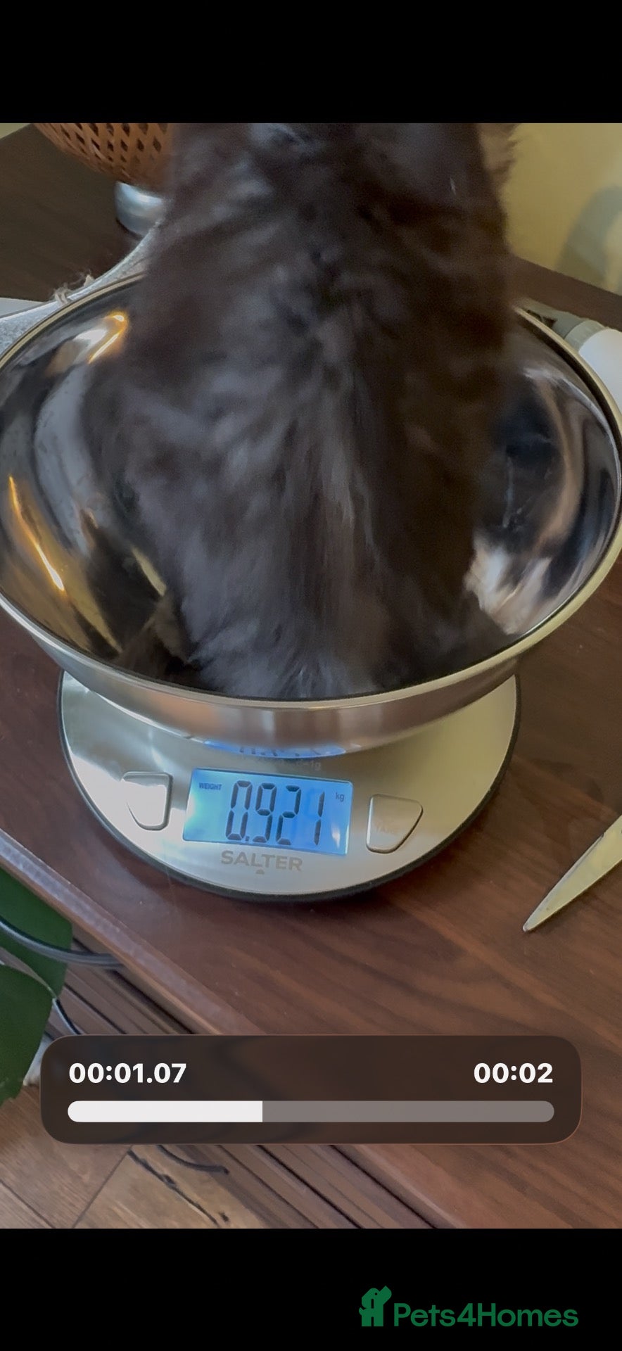 Maine Coon cats GCCF TICA 5 Gen Pedigree Champion Line Maine Coons - Advert 2
