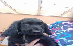 Cocker Spaniel dogs for sale: FULLY VACCINATED AND READY TO LEAVE  - Image 4