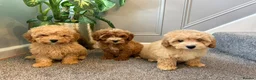 Coton De Tulear dogs for sale: COTON NOODLES PUPPIES READY NOW  - Advert 13