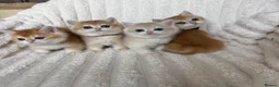 British Shorthair cats for sale: 🧡Exceptional golden British shorthairs 🧡 - Advert 3