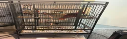 Parrots birds for sale: Beautiful 8-year-old female Eclectus parrot  in Bradford - Advert 6