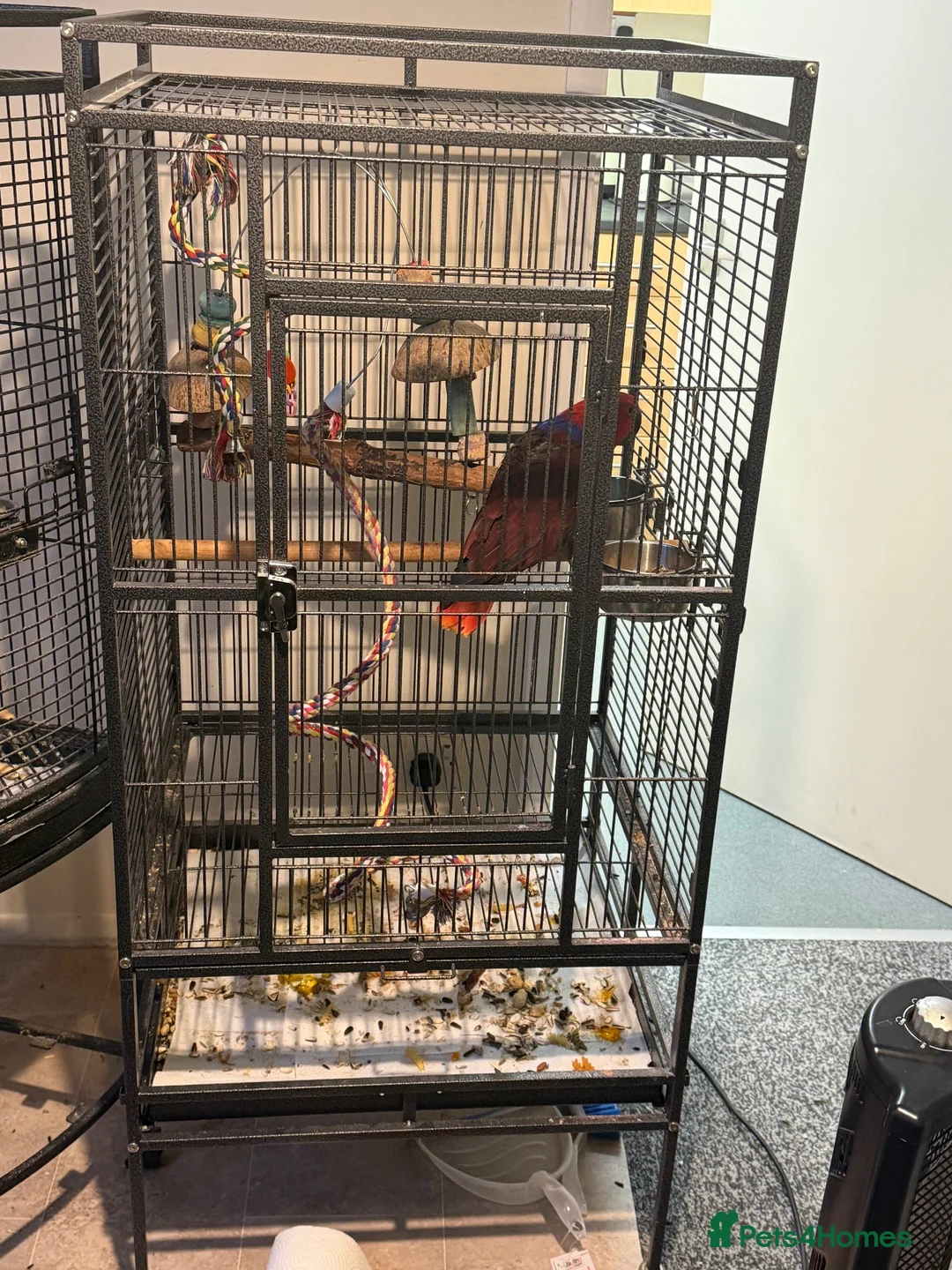 Parrots birds for sale: Beautiful 8-year-old female Eclectus parrot  in Bradford - Advert 6