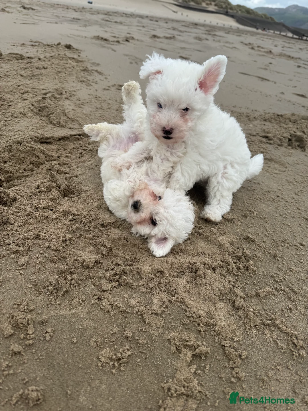 Bichon Frise dogs for sale: 🐾💕🩵Puppies looking for their forever homes!🏡🤍 in Shrewsbury - Advert 11