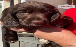 Sprocker dogs for sale: Sprockers 3/4 Cocker spaniel puppies for sale - Image 17