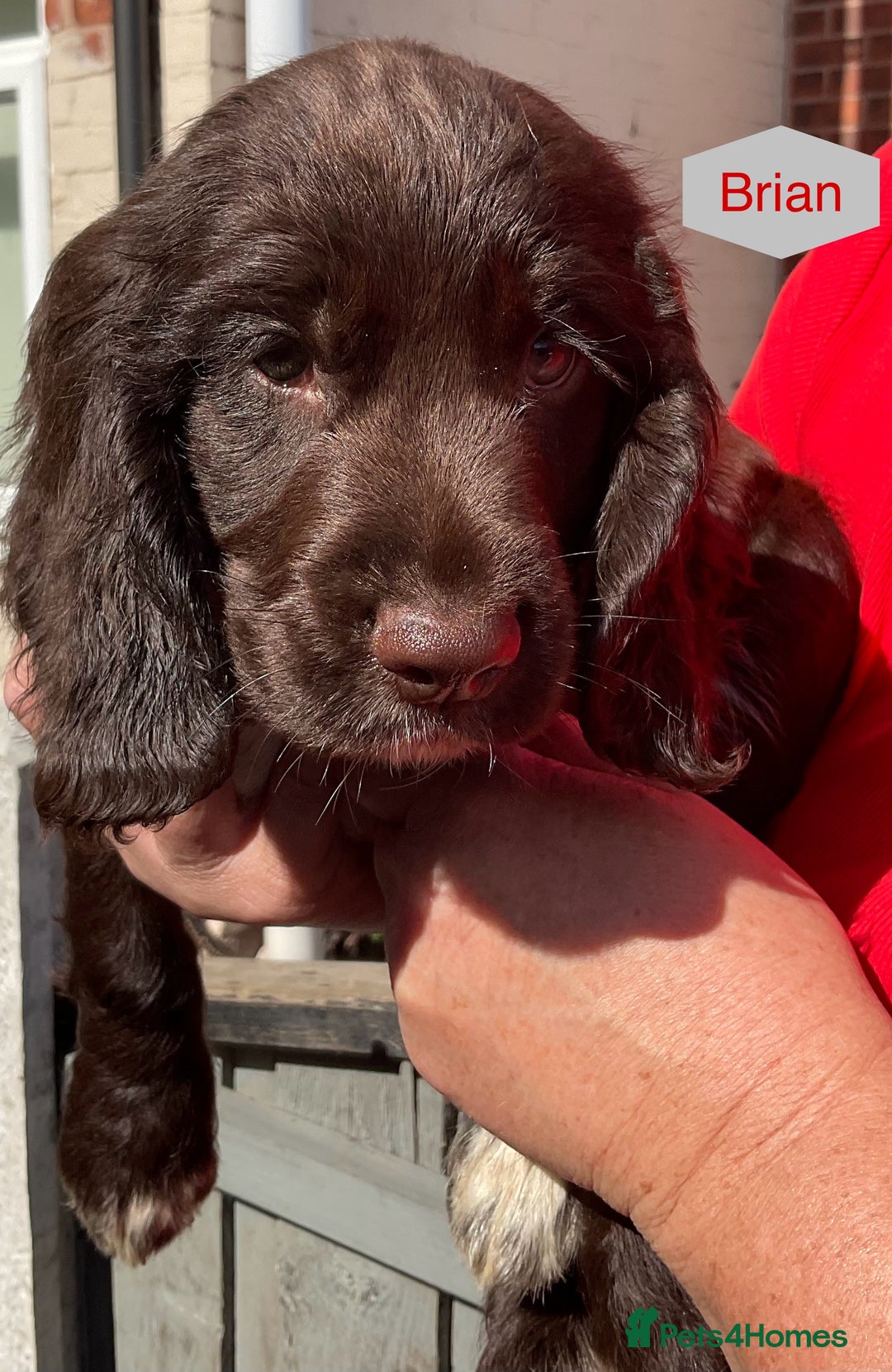 Sprocker dogs for sale: Sprockers 3/4 Cocker spaniel puppies for sale - Image 17