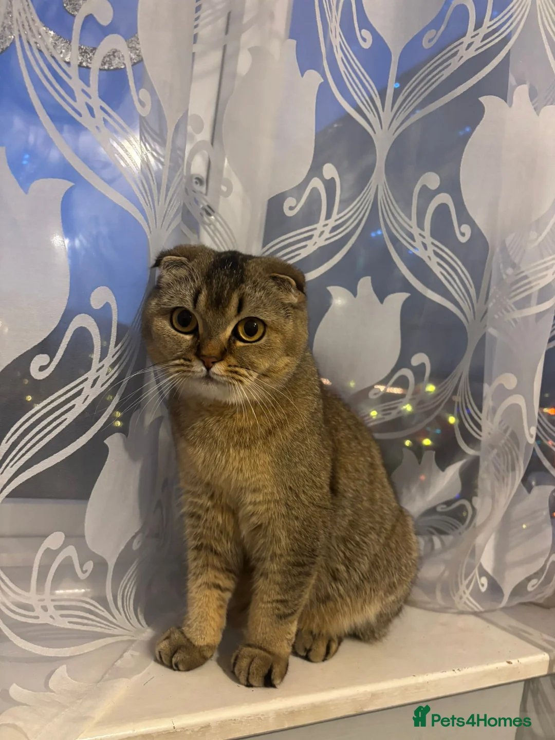 Scottish Fold cats for sale: Scottish Fold kittens - Advert 11