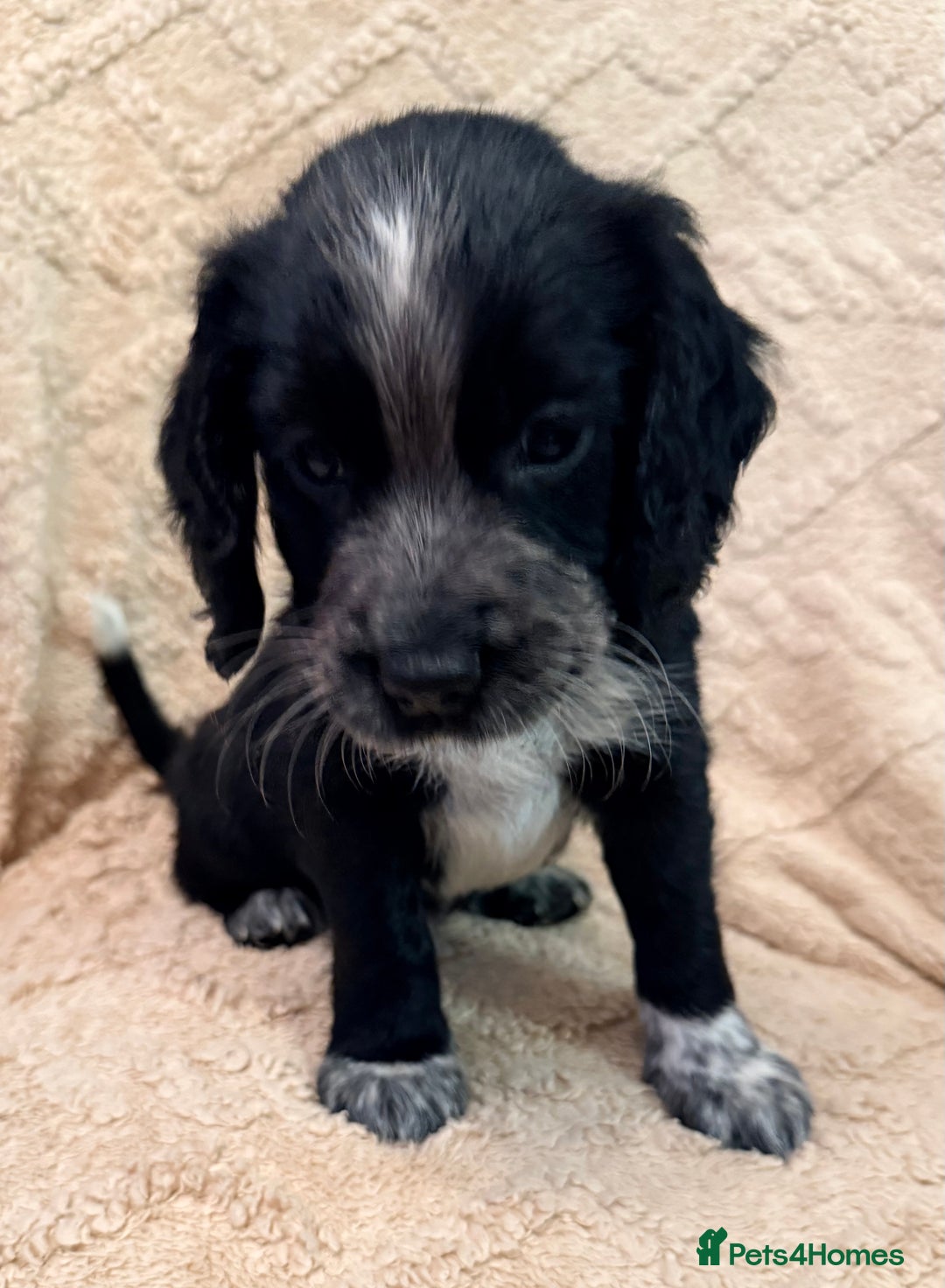 Cocker Spaniel dogs for sale: Cocker spaniel  - Advert 7