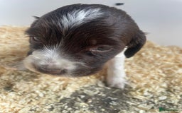 English Springer Spaniel dogs for sale: Working English springer spaniel puppies  - Image 22