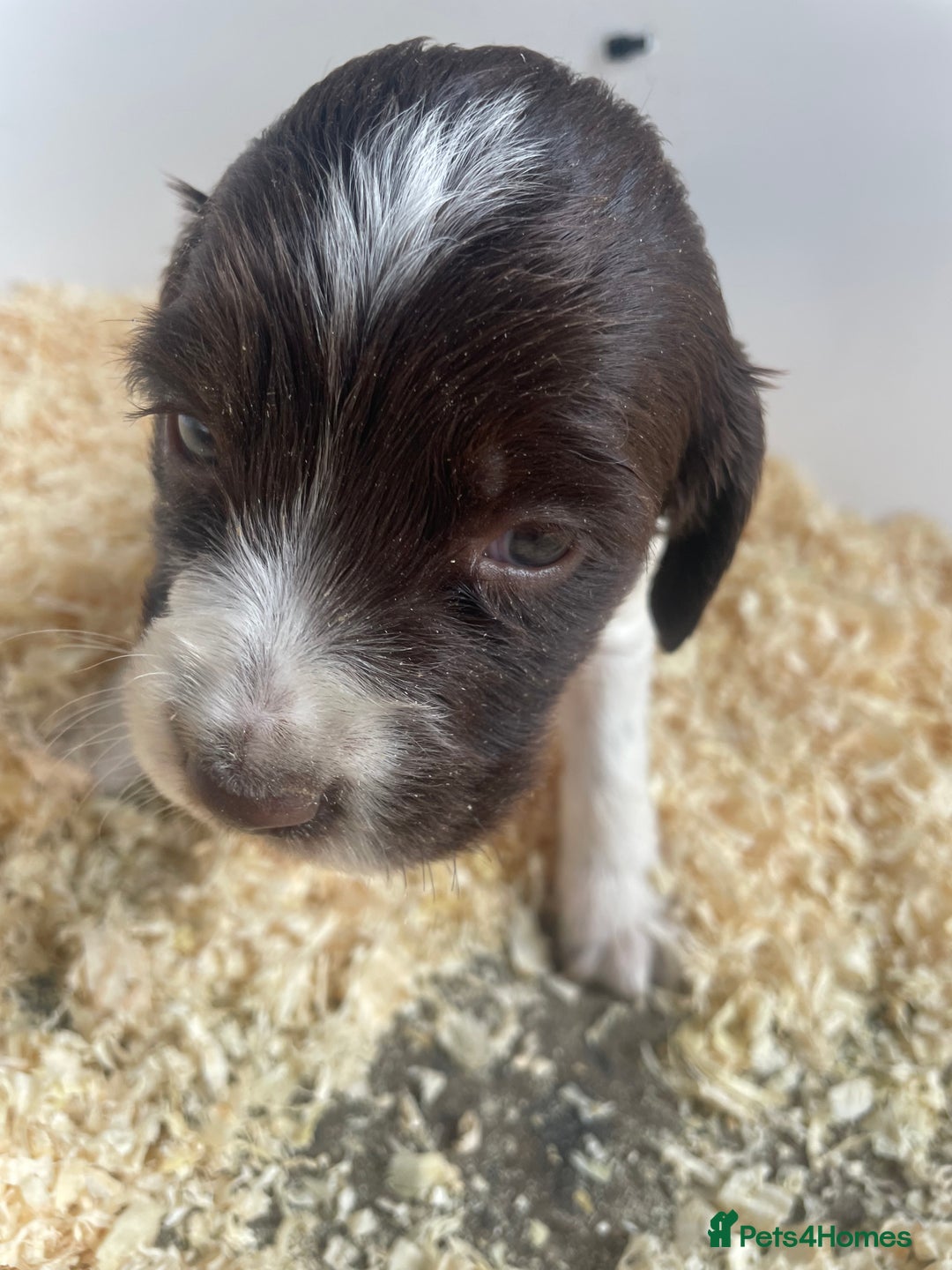 English Springer Spaniel dogs for sale: Working English springer spaniel puppies  - Image 22