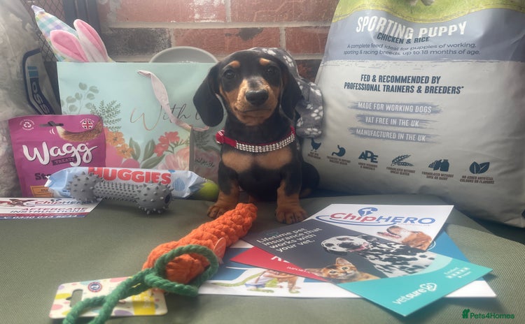 Miniature Dachshund dogs Pra clear mini smooth and long dachshund pups avl - Advert 4