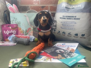 Miniature Dachshund dogs Pra clear mini smooth and long dachshund pups avl - Advert 4