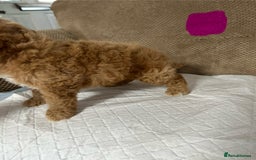 Cockapoo dogs for sale: Outstanding Cockapoos Puppies. 4 boys💙 2 girls 💗 - Image 12
