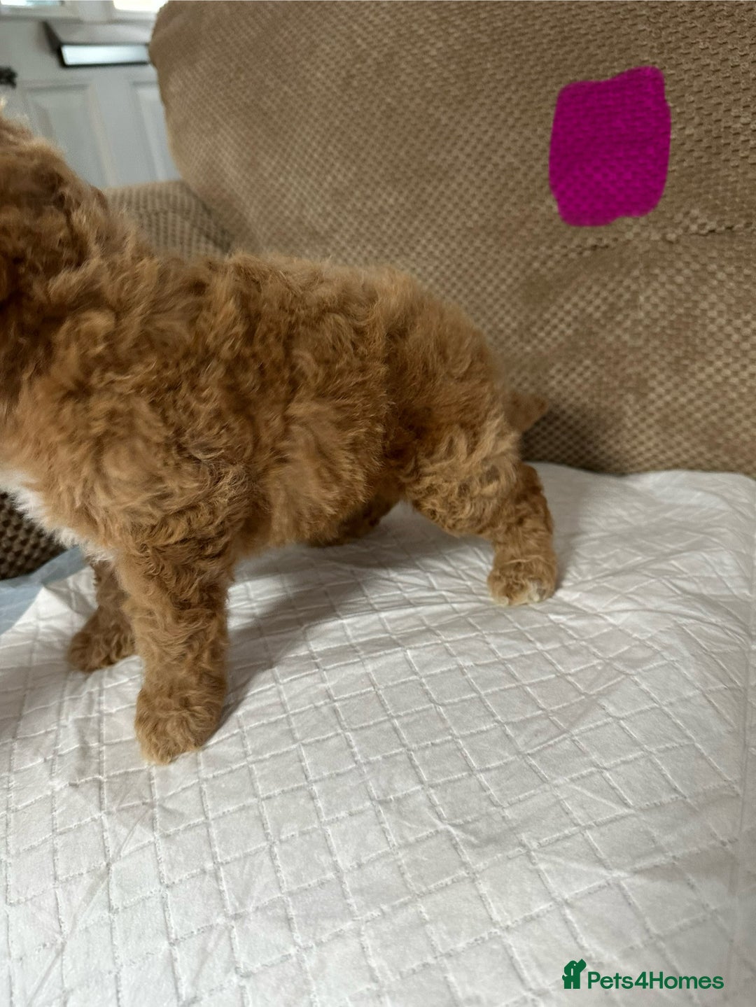 Cockapoo dogs for sale: Outstanding Cockapoos Puppies. 4 boys💙 2 girls 💗 - Image 12