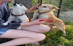Mixed Breed dogs for adoption: 💖🐶 JULIET 🐶💖 - Image 13