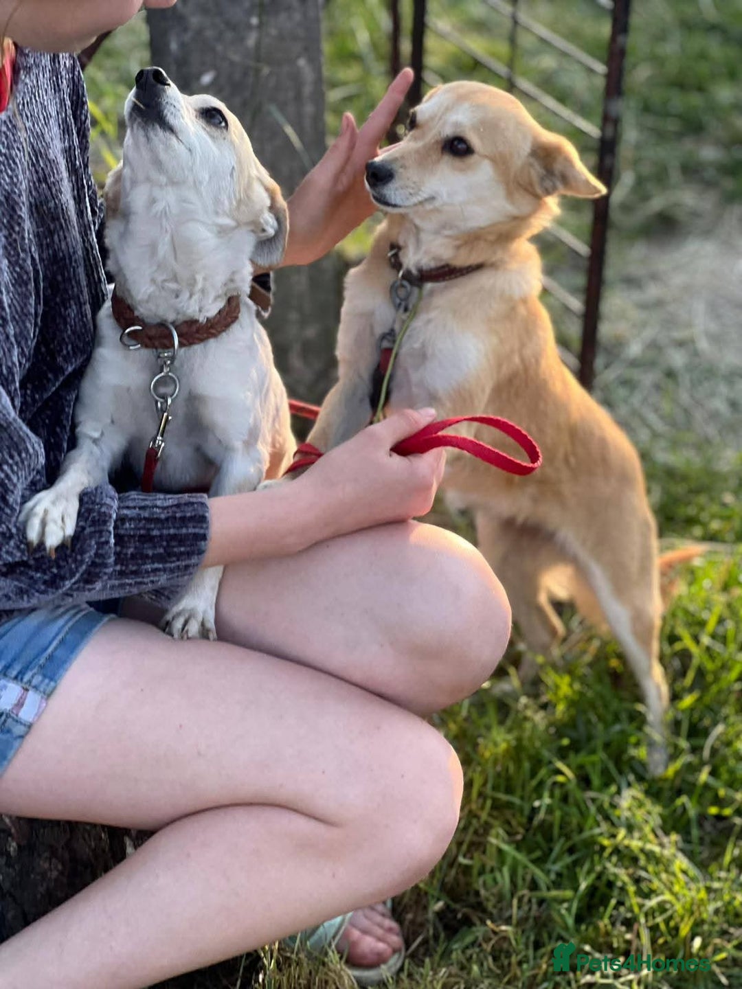 Mixed Breed dogs for adoption: 💖🐶 JULIET 🐶💖 - Image 13
