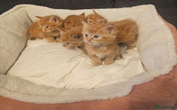Maine Coon cats for sale: Maine Coone  - Image 2