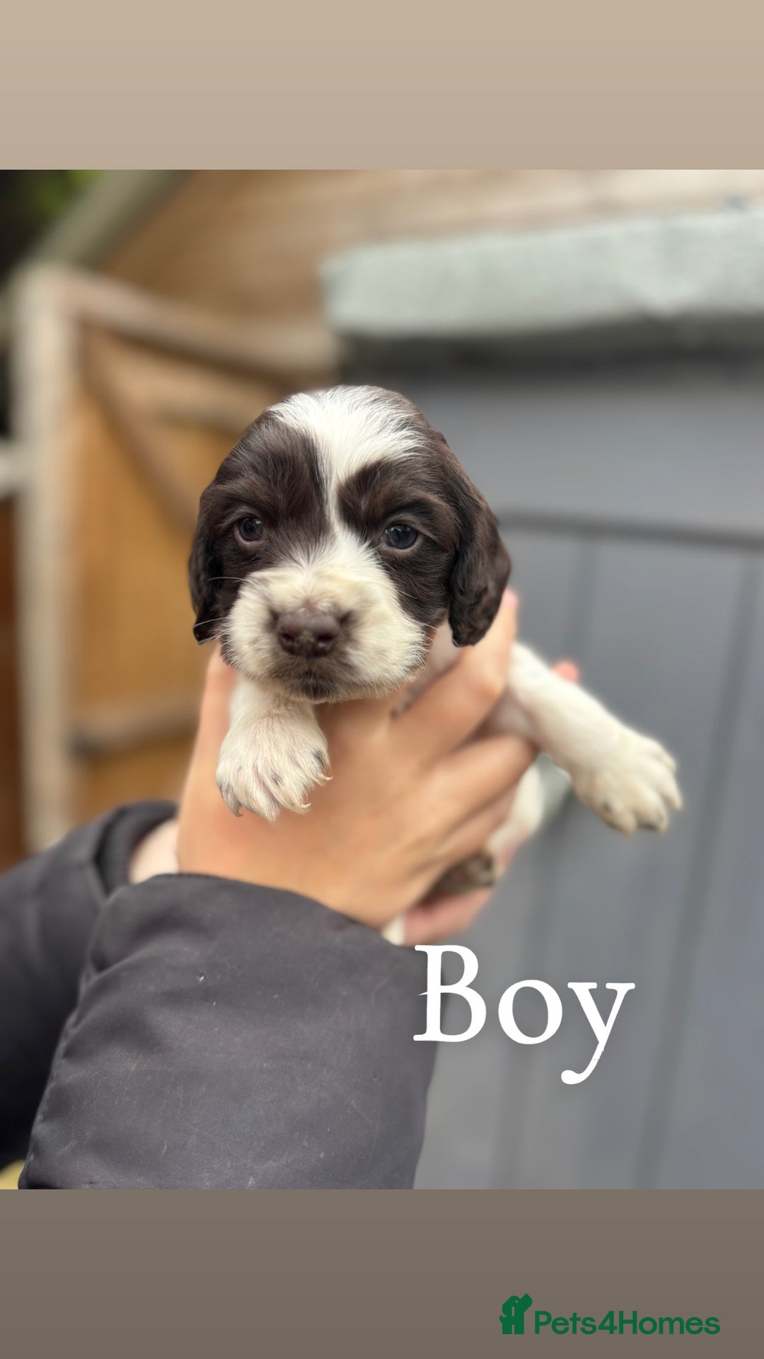 Cocker Spaniel dogs for sale: Gorgeous working cocker spaniel puppies  - Image 6