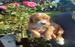 Cockapoo dogs for sale: Last one cockerpoo boy foxred  - Image 3