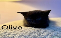British Shorthair cats for sale: 4 beautiful Black shorthair girls  - Image 3