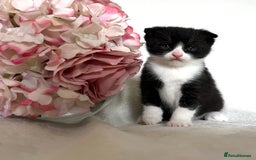 Scottish Fold cats for sale: Scottish fold kittens  - Image 3