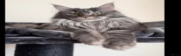 Maine Coon cats for sale: ⭐️⭐️TICA REGISTERED BLACK SMOKE MAINECOON BOY⭐️⭐️ - Advert 2
