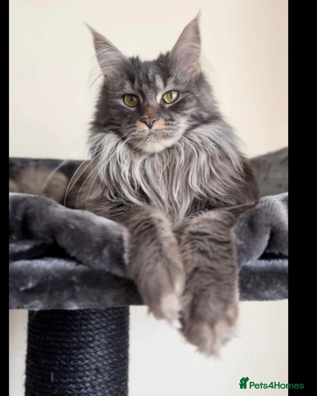 Maine Coon cats for sale: ⭐️⭐️TICA REGISTERED BLACK SMOKE MAINECOON BOY⭐️⭐️ - Advert 2