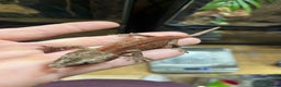 Gecko reptiles for sale: Various crested geckos and gargoyles - Advert 5