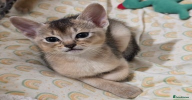 Abyssinian cats - Advert 4