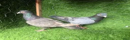 Pigeons birds for sale: Vaccinated Pakistani Pigeons – 20 Pairs - Advert 10