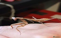 Praying Mantis invertebrates for sale: Older mantis- pre sub or sub adults  - Image 6
